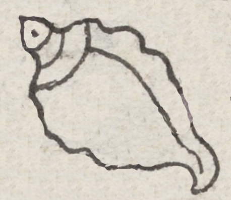 tecciztli (Mdz67r) | Visual Lexicon of Aztec Hieroglyphs